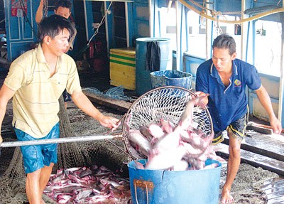 Farmers harvest pangasius fish in the Mekong Delta (Photo: SGGP) Farmers harvest pangasius fish in the Mekong Delta (Photo: SGGP)